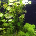 植栽から13日目　アナカリス